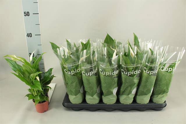 <h4>Spath Pearl Cupido</h4>