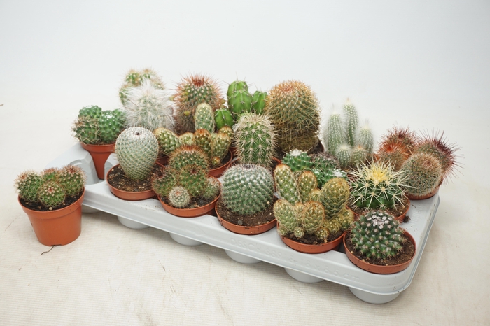 Cactus Gem