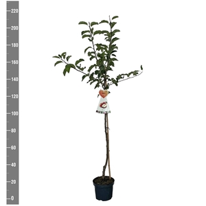 Malus d. Gala halfstam