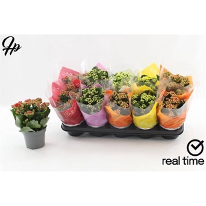 KALAN CALAN MIX TST P12