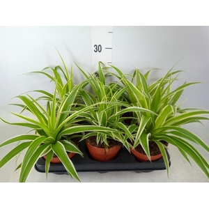 Chlorophytum com.