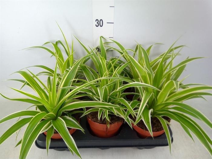 <h4>Chlorophytum com.</h4>