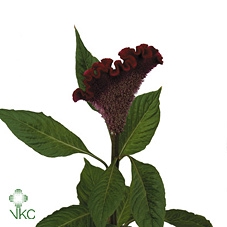 Celosia Cr Bombay Fire