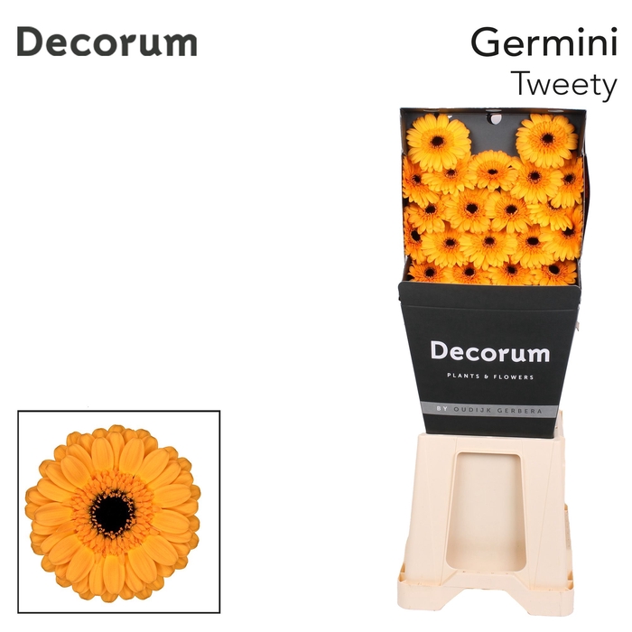 <h4>Germini Tweety Diamond</h4>