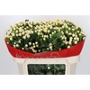 Hypericum Cool Romance Spray