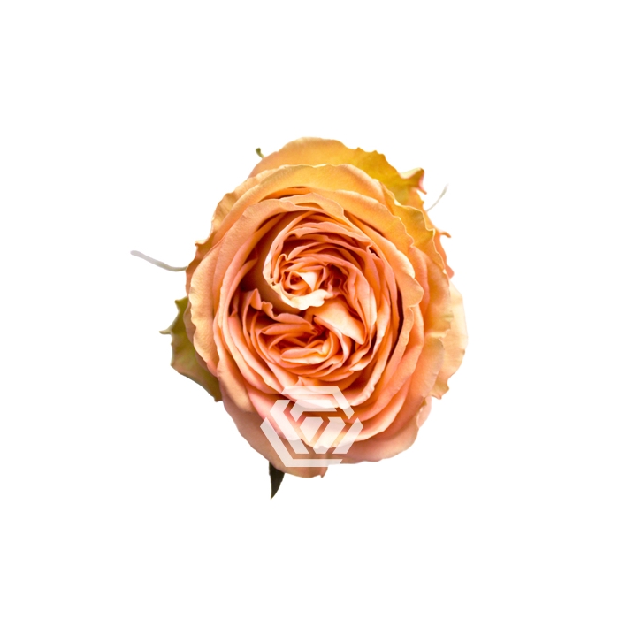 <h4>R GR COUNTRY HOME</h4>