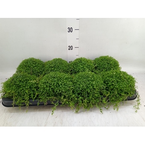 Soleirolia soleirolii   ...green