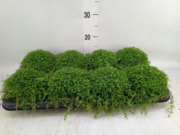 <h4>Soleirolia soleirolii   ...green</h4>