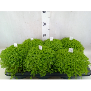 Soleirolia soleirolii   ...green