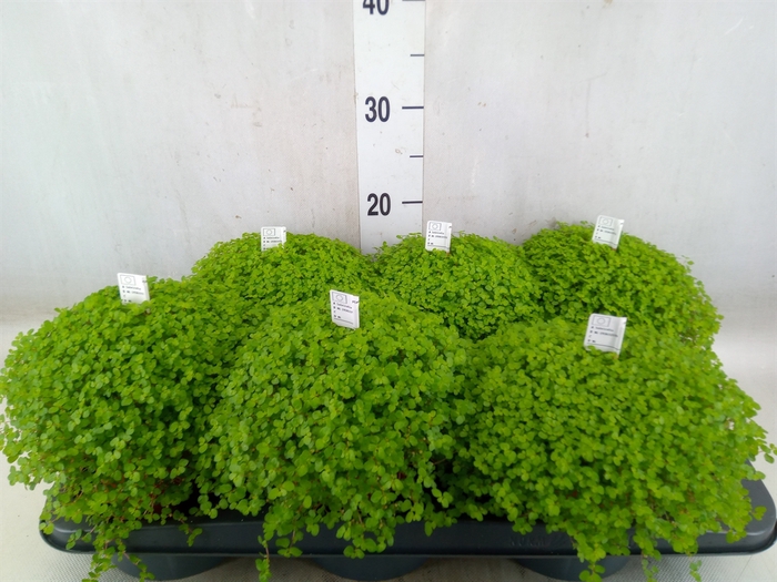 <h4>Soleirolia soleirolii   ...green</h4>