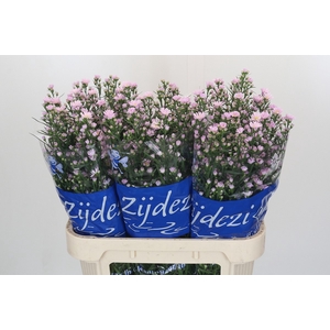 Aster Universum Grp 'Claudia'