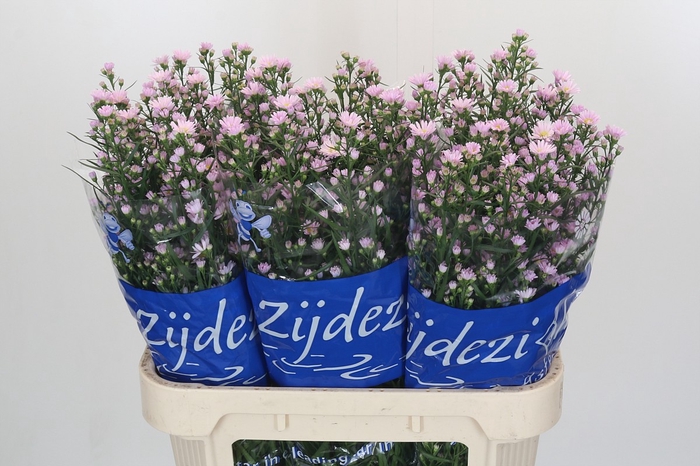 <h4>Aster Universum Grp 'Claudia'</h4>