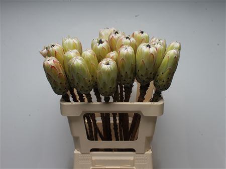 <h4>Protea White Night No Leaves</h4>