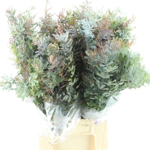 Mimosa Baleyana 200 Gram