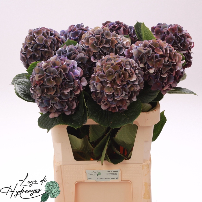 <h4>Hydr Royal King Classic De Munck</h4>