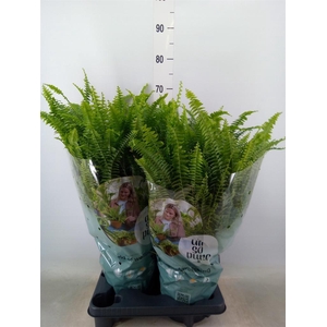 Nephrolepis exal. 'Green Lady'