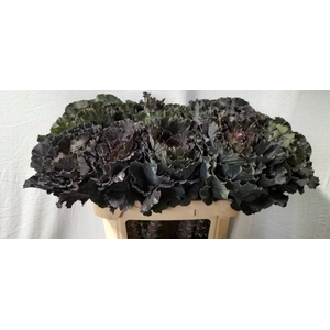 BRASS BLACK LEAF
