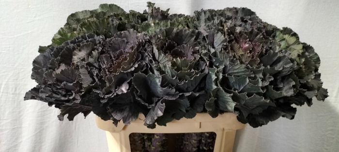 <h4>BRASS BLACK LEAF</h4>