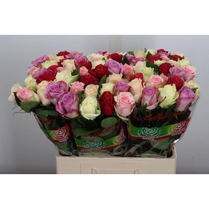 R Gr Gemengd In Bos Pastel