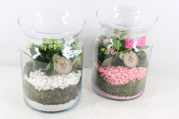 <h4>arr2 PL - Glas bose hoog - roze/wit</h4>