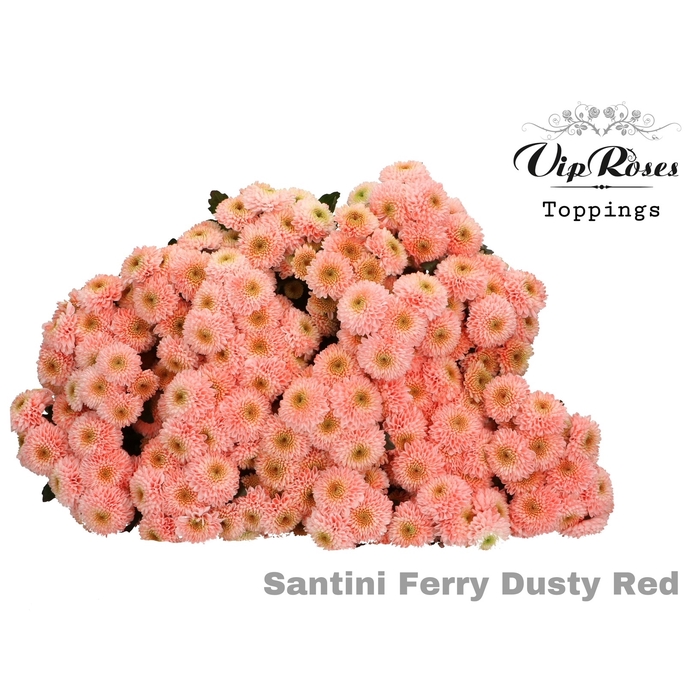 <h4>Chr S Vip Ferry Dusty Red</h4>