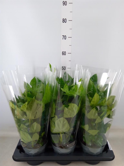 <h4>Fatsia japonica   ...</h4>