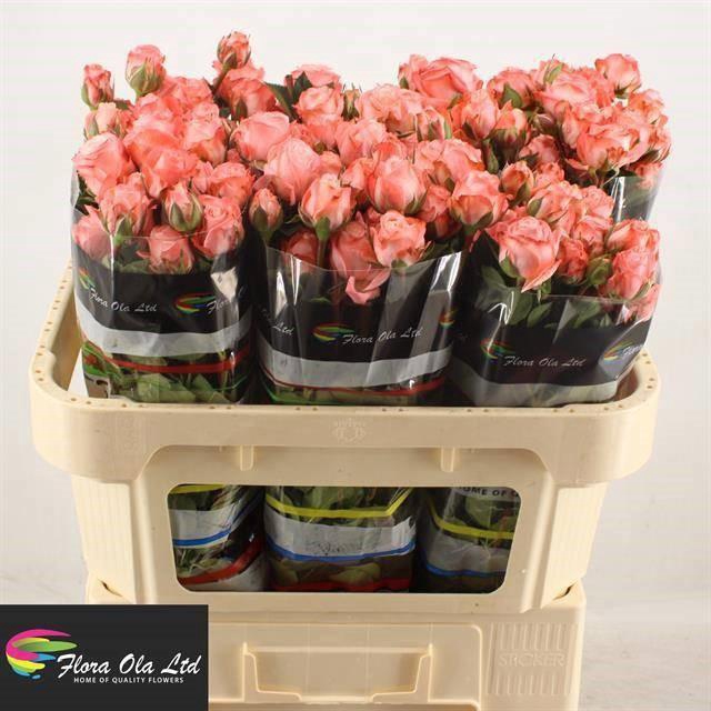 <h4>R TR AMAZING MAGIC</h4>