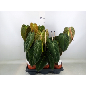 Philodendron melanochrysum