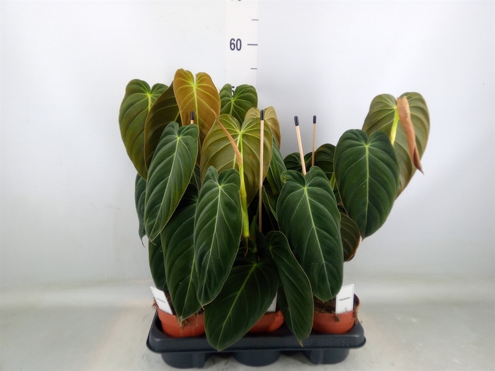 <h4>Philodendron melanochrysum</h4>