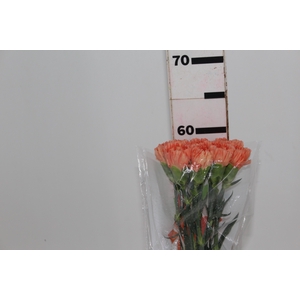 CRAVO HERMES ORANGE 050 CM