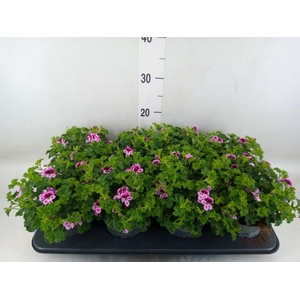 Pelargonium gran.   ..