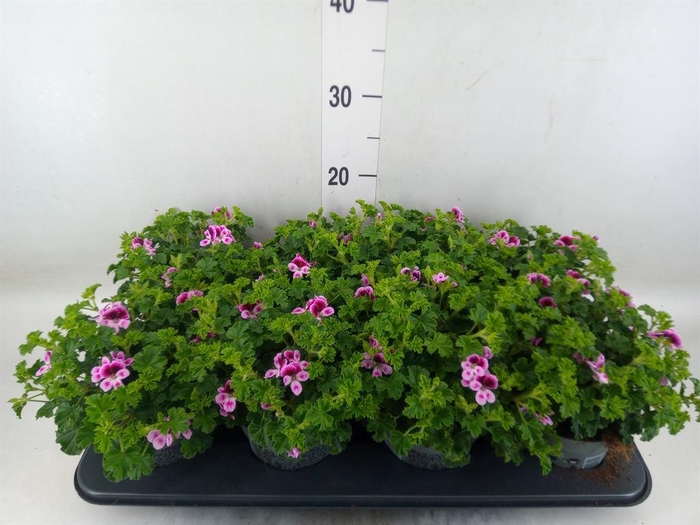 <h4>Pelargonium gran. ..</h4>