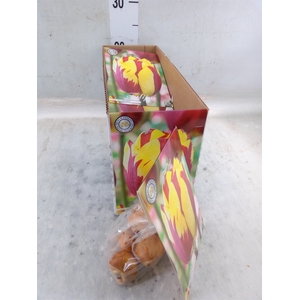 Tulipa   ...flowerbulbs