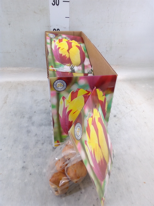 <h4>Tulipa   ...flowerbulbs</h4>