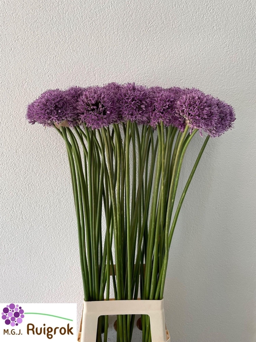 <h4>ALLIUM GLADIATOR</h4>