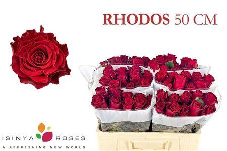 <h4>R GR RHODOS</h4>