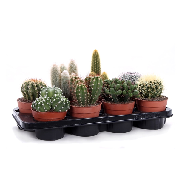 <h4>Cactus canarias 12 cm</h4>