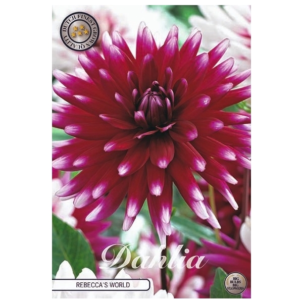 <h4>Dahlia Rebecca`s World x1</h4>