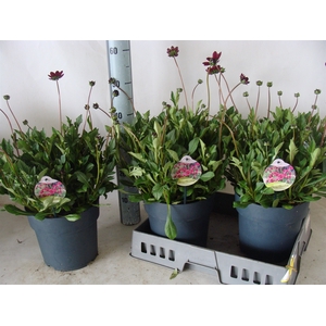 Cosmos atrosang. 'Cherry Chocolate'