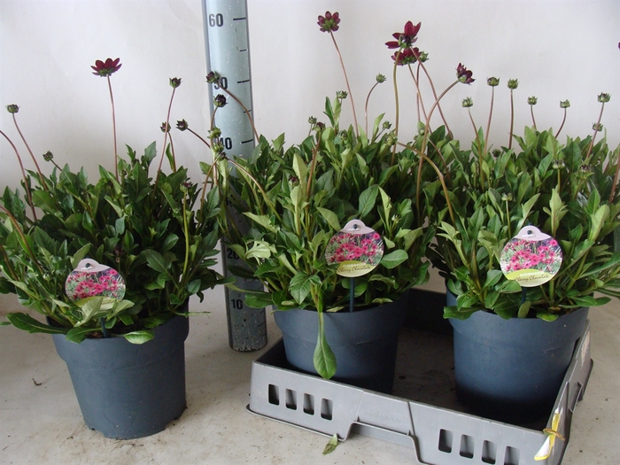<h4>Cosmos atrosang. 'Cherry Chocolate'</h4>