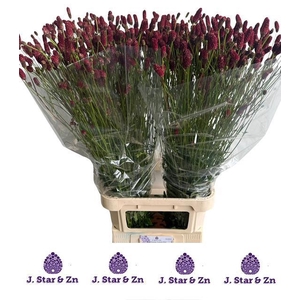 SANG OF SCARLET STAR