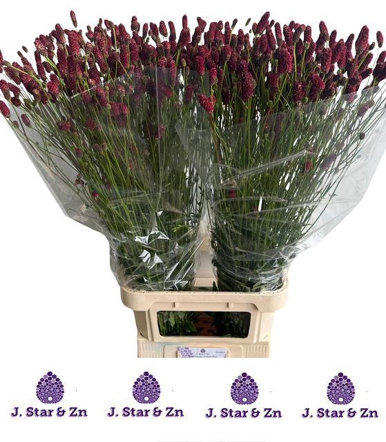 <h4>SANG OF SCARLET STAR</h4>