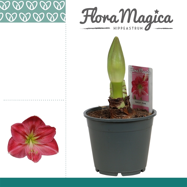 <h4>Amaryllis Sweet Pink 1 Knop</h4>