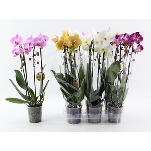 PHAL EL CASCADE