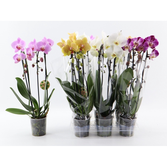 <h4>PHAL EL CASCADE</h4>