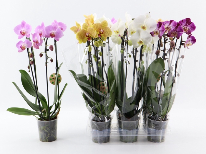 <h4>PHAL EL CASCADE</h4>