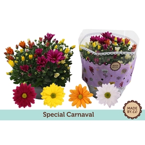 Chrysant Carnaval