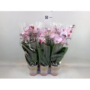 Phalaenopsis multi.   ...rose