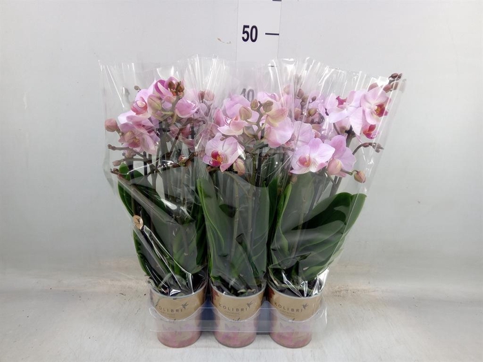 <h4>Phalaenopsis multi.   ...rose</h4>