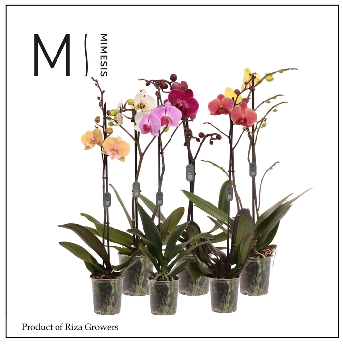 <h4>Phalaenopsis Mix 1 spike - 12cm | Mimesis</h4>